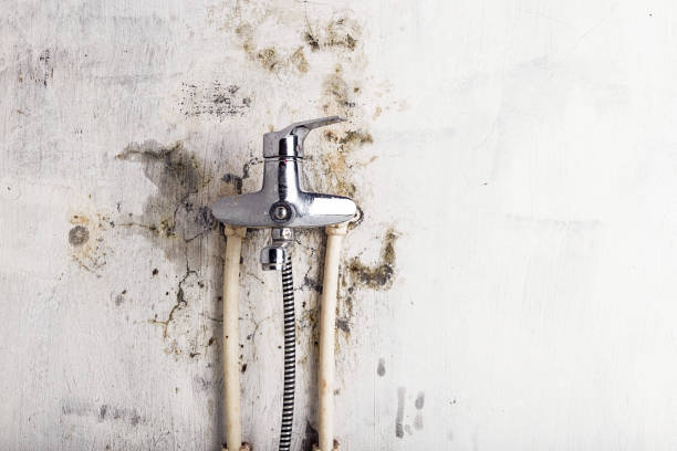 Best Mold Removal Process  in Apalachicola, FL