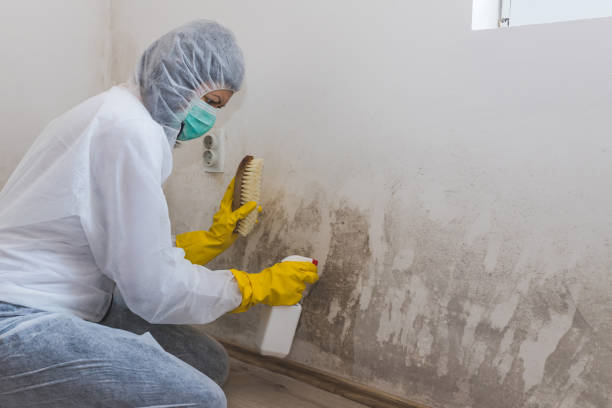 Best Mold Damage Repair  in Apalachicola, FL
