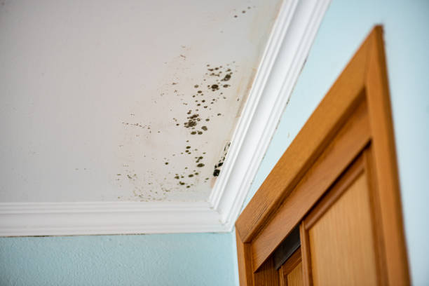 Best Commercial Mold Removal  in Apalachicola, FL