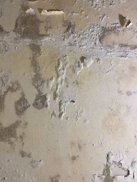 Mold Removal Process in Apalachicola, FL